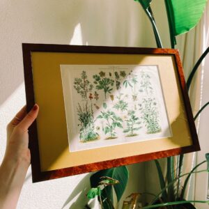 Botanische poster vintage Geel passe partout met walnoot houten lijst 30x45