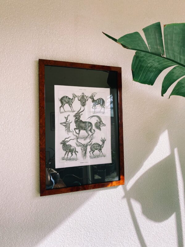 Ernst Haeckel poster