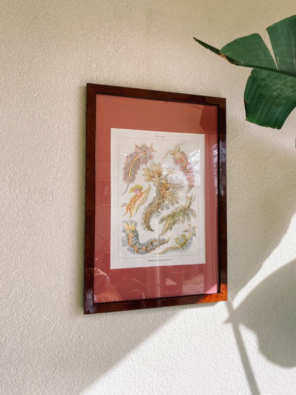 Ernst Haeckel poster Oudroze passe-partout walnoothouten lijst 30x45 NUDIBRANCHIA – NACKTKIEMEN SCHNECKEN