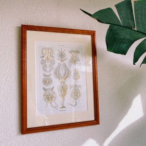 Ernst Haeckel poster