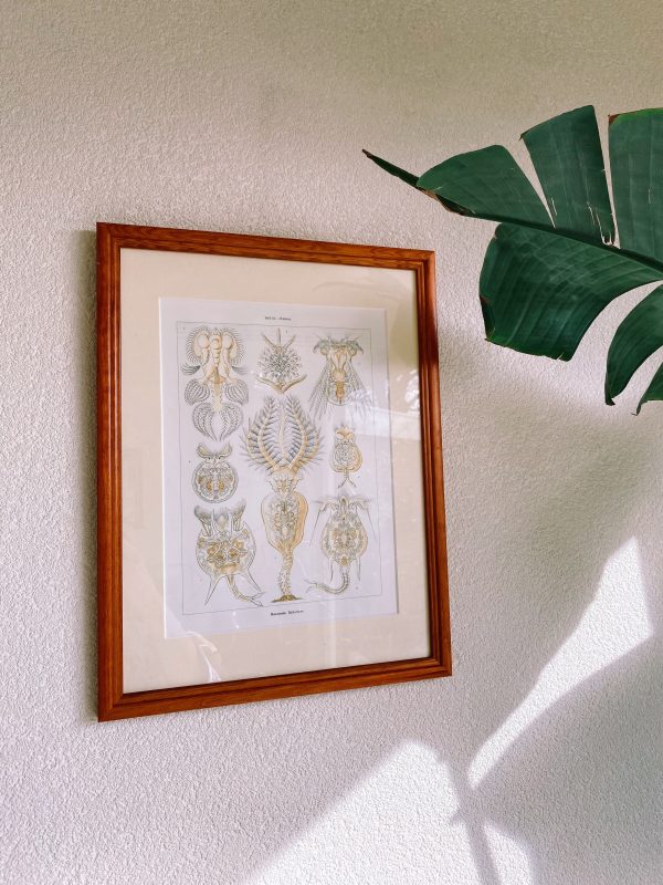 Ernst Haeckel poster