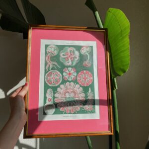 Botanische poster Ernst Haeckel