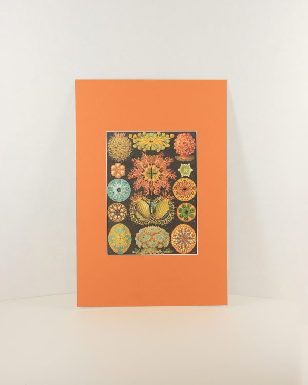 oranje passe partout print